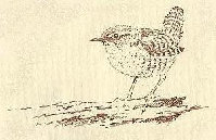 wren
